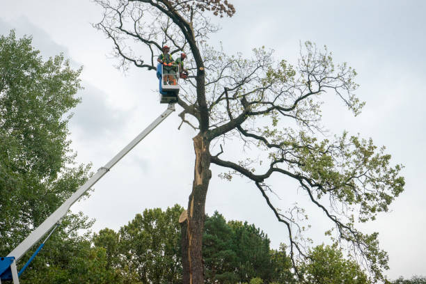 Reliable Meadville, PA Tree Services Solutions